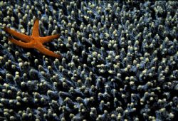 Seastar on Coral.  Taken near Keppel island in Australia ... by Theodore Losey 